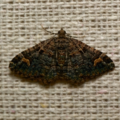 Epyaxa sodaliata (Sodaliata Moth, Clover Moth) at Harrison, ACT - 11 Mar 2024 by DPRees125