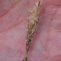 Bothriochloa macra (Red Grass, Red-leg Grass) at Hawker, ACT - 12 Mar 2024 by sangio7