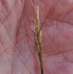 Bothriochloa macra at The Pinnacle - 13 Mar 2024