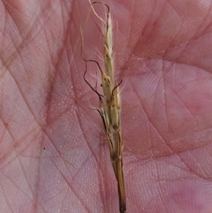 Bothriochloa macra at The Pinnacle - 13 Mar 2024