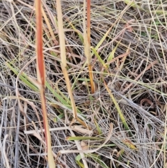 Bothriochloa macra at The Pinnacle - 13 Mar 2024