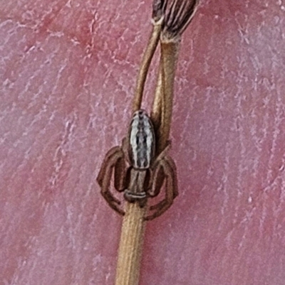 Runcinia acuminata (Pointy Crab Spider) at The Pinnacle - 12 Mar 2024 by sangio7