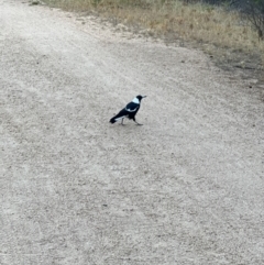 Gymnorhina tibicen (Australian Magpie) at Duffy, ACT - 13 Mar 2024 by JimL