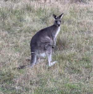 Macropus giganteus at Duffy, ACT - 13 Mar 2024