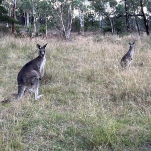 Macropus giganteus at Duffy, ACT - 13 Mar 2024