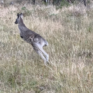 Macropus giganteus at Duffy, ACT - 13 Mar 2024