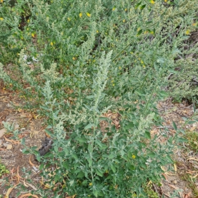 Chenopodium album (Fat Hen) at Parkes, ACT - 13 Mar 2024 by Mike
