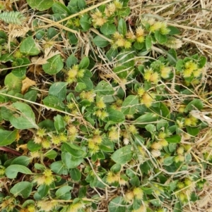 Alternanthera pungens at Parkes, ACT - 13 Mar 2024