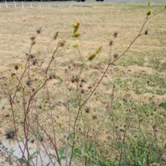 Bidens pilosa (Cobbler's Pegs, Farmer's Friend) at Parkes, ACT - 13 Mar 2024 by Mike