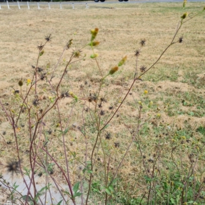 Bidens pilosa (Cobbler's Pegs, Farmer's Friend) at Parkes, ACT - 13 Mar 2024 by Mike