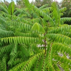 Ailanthus altissima (Tree-of-Heaven) at Parkes, ACT - 13 Mar 2024 by Mike