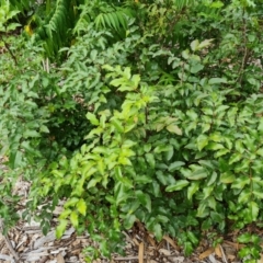 Berberis aquifolium (Oregon Grape) at Mount Ainslie to Black Mountain - 13 Mar 2024 by Mike