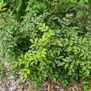 Berberis aquifolium at Mount Ainslie to Black Mountain - 13 Mar 2024 05:29 PM