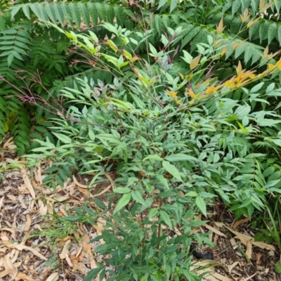 Nandina domestica (Sacred Bamboo) at Commonwealth & Kings Parks - 13 Mar 2024 by Mike
