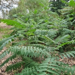 Ailanthus altissima (Tree-of-Heaven) at Parkes, ACT - 13 Mar 2024 by Mike