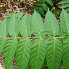 Ailanthus altissima at Mount Ainslie to Black Mountain - 13 Mar 2024 05:21 PM