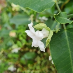 Araujia sericifera (Moth Plant) at Commonwealth & Kings Parks - 13 Mar 2024 by Mike