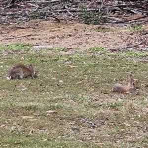 Oryctolagus cuniculus at Parkes, ACT - 13 Mar 2024 05:12 PM