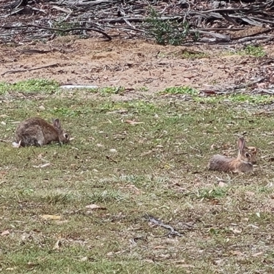 Oryctolagus cuniculus (European Rabbit) at Parkes, ACT - 13 Mar 2024 by Mike