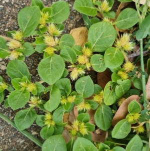 Alternanthera pungens at Mount Ainslie to Black Mountain - 13 Mar 2024