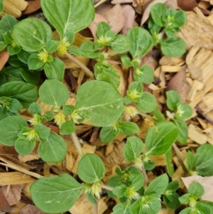 Alternanthera pungens at Mount Ainslie to Black Mountain - 13 Mar 2024