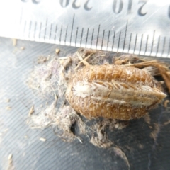 Mantodea (order) (Unidentified praying mantis) at Emu Creek Belconnen (ECB) - 13 Mar 2024 by JohnGiacon