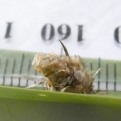 Heliocosma (genus - immature) (A tortrix or leafroller moth) at Emu Creek - 13 Mar 2024 by JohnGiacon