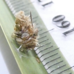 Heliocosma (genus - immature) at Emu Creek - 13 Mar 2024