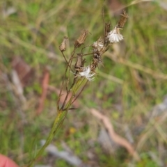 Senecio interpositus at Namadgi National Park - 13 Mar 2024 12:30 PM