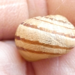 Cornu aspersum (Common Garden Snail) at Flea Bog Flat to Emu Creek Corridor - 13 Mar 2024 by JohnGiacon