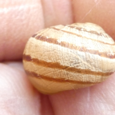 Cornu aspersum (Common Garden Snail) at Emu Creek - 13 Mar 2024 by JohnGiacon