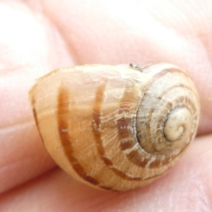 Cornu aspersum at Flea Bog Flat to Emu Creek Corridor - 13 Mar 2024