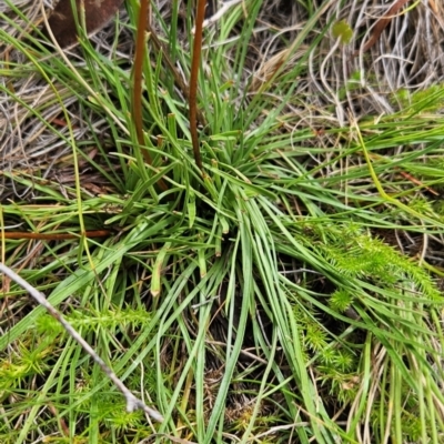 Stylidium graminifolium (grass triggerplant) at Namadgi National Park - 13 Mar 2024 by BethanyDunne