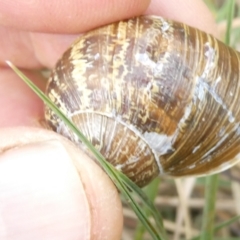 Cornu aspersum (Common Garden Snail) at Flea Bog Flat to Emu Creek Corridor - 13 Mar 2024 by JohnGiacon