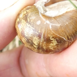 Cornu aspersum at Flea Bog Flat to Emu Creek Corridor - 13 Mar 2024