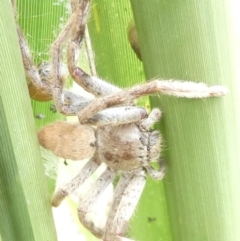 Isopedella pessleri (A huntsman spider) at Emu Creek - 13 Mar 2024 by JohnGiacon