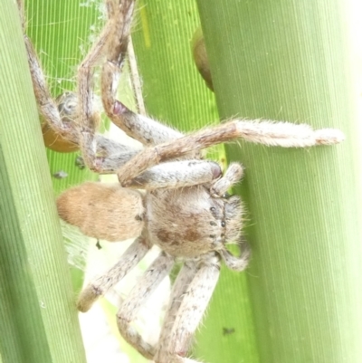 Isopedella pessleri (A huntsman spider) at Emu Creek - 13 Mar 2024 by JohnGiacon