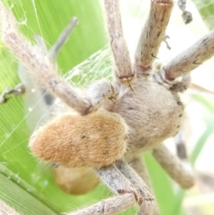 Isopedella pessleri at Emu Creek - 13 Mar 2024