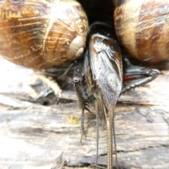 Teleogryllus commodus (Black Field Cricket) at Flea Bog Flat to Emu Creek Corridor - 13 Mar 2024 by JohnGiacon