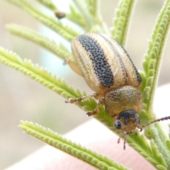 Calomela vittata (Acacia leaf beetle) at Flea Bog Flat to Emu Creek Corridor - 13 Mar 2024 by JohnGiacon