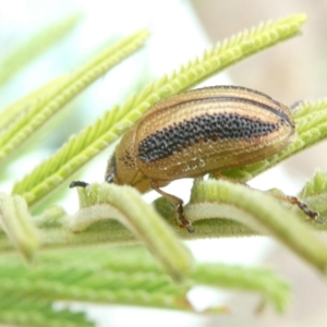 Calomela vittata at Emu Creek - 13 Mar 2024