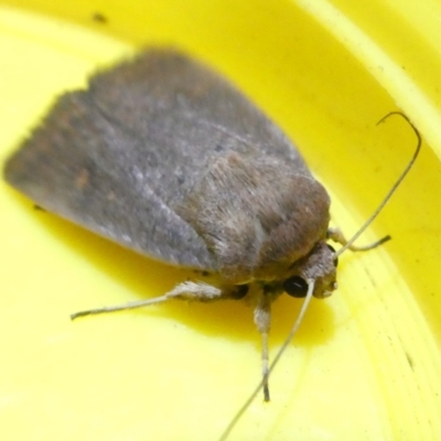 Proteuxoa (genus) (A Noctuid moth) at Flea Bog Flat to Emu Creek Corridor - 12 Mar 2024 by JohnGiacon