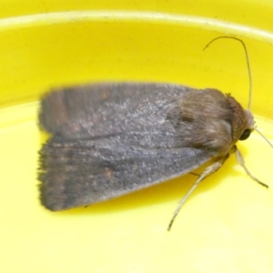 Proteuxoa (genus) at Emu Creek Belconnen (ECB) - 12 Mar 2024