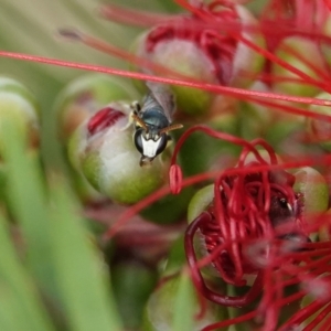 Hylaeus (Gnathoprosopis) chromaticus at Hall, ACT - 13 Mar 2024