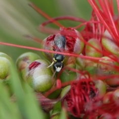 Hylaeus (Gnathoprosopis) chromaticus at Hall, ACT - 13 Mar 2024