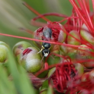 Hylaeus (Gnathoprosopis) chromaticus at Hall, ACT - 13 Mar 2024 05:03 PM