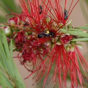 Hylaeus (Gnathoprosopis) chromaticus at Hall, ACT - 13 Mar 2024