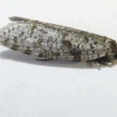 Lepidoscia (genus) ADULT (A Case moth) at Emu Creek Belconnen (ECB) - 12 Mar 2024 by JohnGiacon