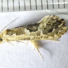 Moerarchis inconcisella (A tineid moth) at Emu Creek - 12 Mar 2024 by JohnGiacon