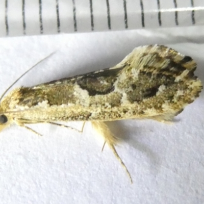 Moerarchis inconcisella (A tineid moth) at Emu Creek - 12 Mar 2024 by JohnGiacon